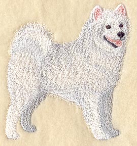Samoyed