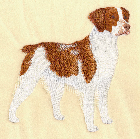 Brittany Spaniel