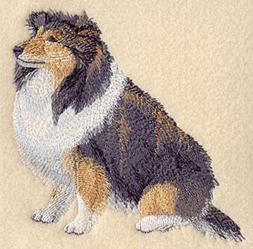 Shetland Sheepdog