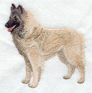 Belgian Shepherd (Tervuren)
