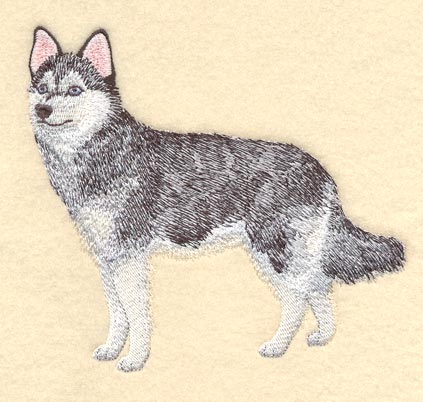 Alaskan Klee Kai