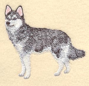 Alaskan Klee Kai