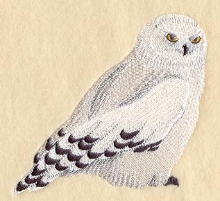 Snowy Owl