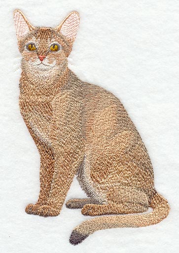 Abyssinian