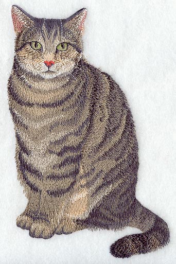 Brown Tabby