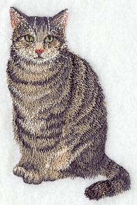 Brown Tabby
