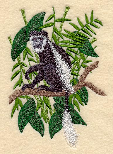 Black and White Colobus