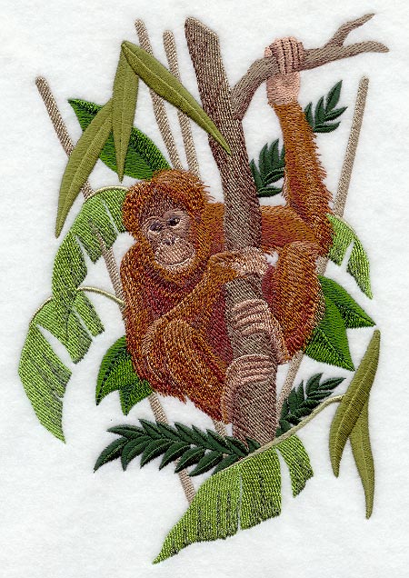 Orangutan in a Tree