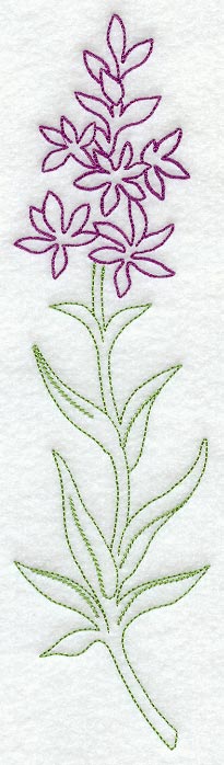 Loosestrife (Vintage)