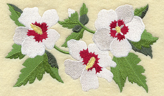 Rose of Sharon Blooms