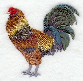 Ameraucana Rooster