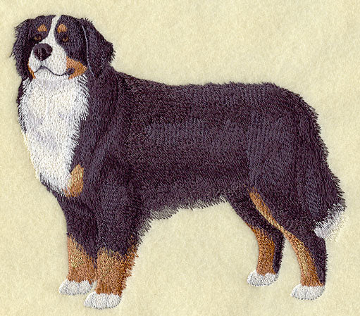 Bernese Mountain Dog