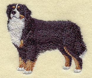 Bernese Mountain Dog
