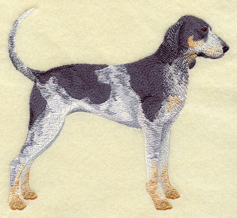 Bluetick Coonhound
