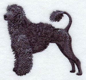 Portuguese Water Dog
