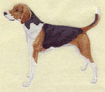 American Fox Hound
