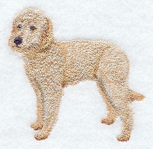 Labradoodle