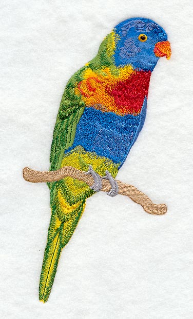 Rainbow Lorikeet