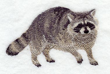 Raccoon