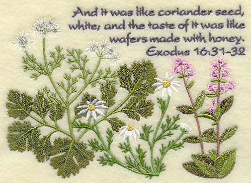 It Was Like Coriander Seed