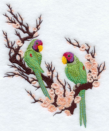 Asian Parakeets