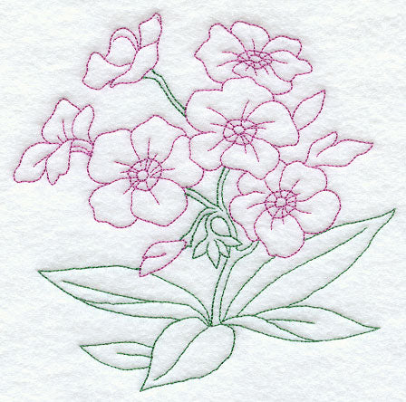 Phlox (Vintage)