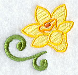 Daffodil Accent