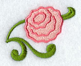 Carnation Accent