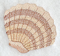 Island Paradise Seashell 1