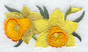 Daffodil Border