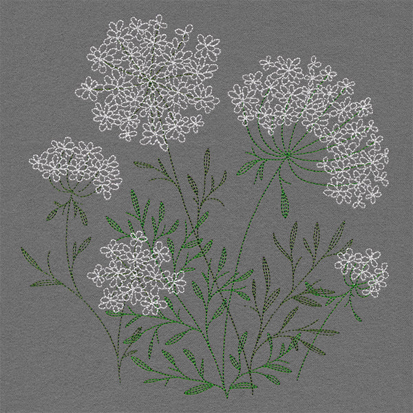 Summer Wonders - Queen Anne's Lace