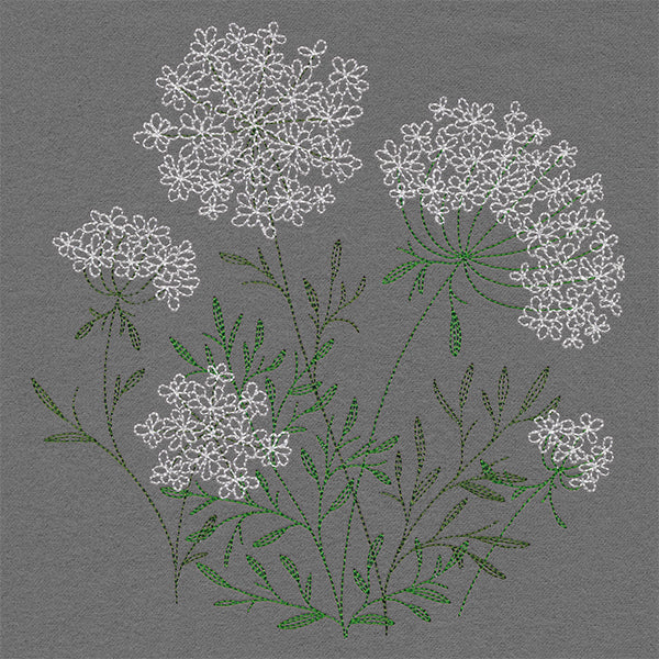 Summer Wonders - Queen Anne's Lace