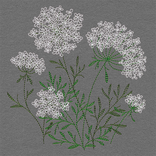 Summer Wonders - Queen Anne's Lace