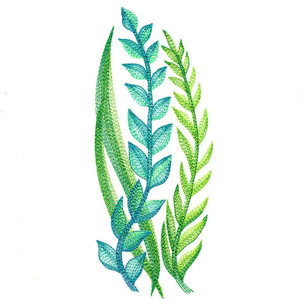 Lovely Ferns and Botanicals