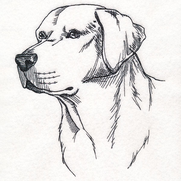 Labrador Retriever Portrait Etching