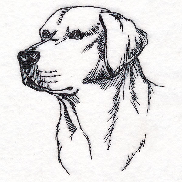 Labrador Retriever Portrait Etching