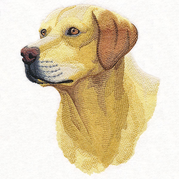 Labrador Retriever Portrait