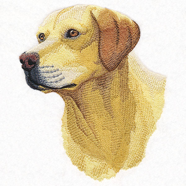 Labrador Retriever Portrait