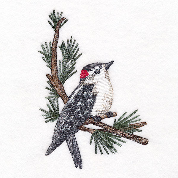 Downy Woodpecker on Branches Corner - Male