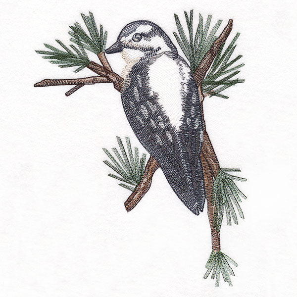 Downy Woodpecker on Branches Corner - Female