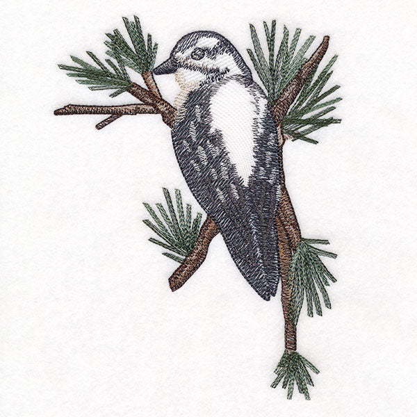 Downy Woodpecker on Branches Corner - Female