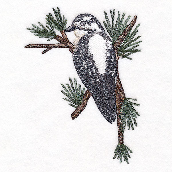 Downy Woodpecker on Branches Corner - Female