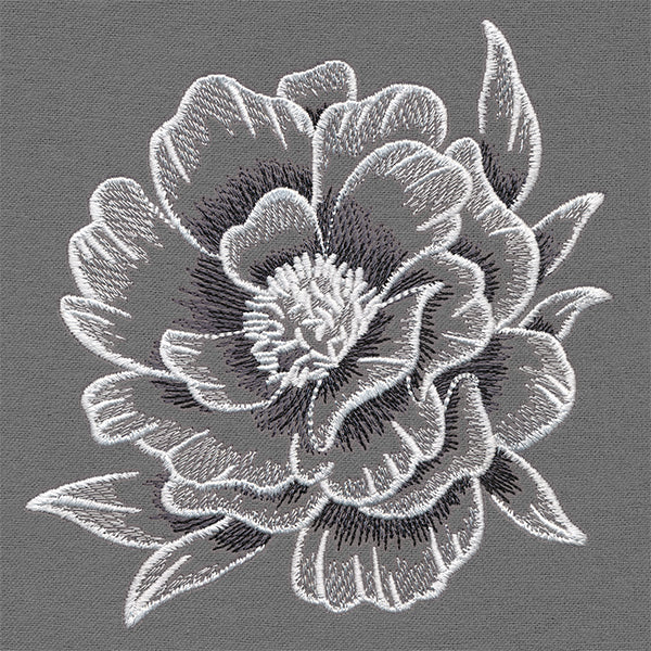 Sheer and Elegant Peony