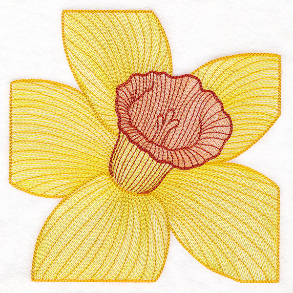 Creative Contour Macro Daffodil