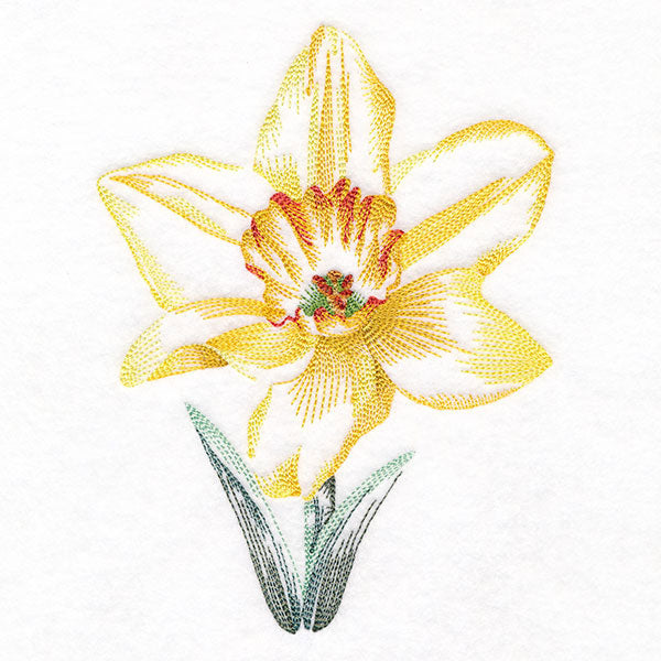 Contours of Beauty Daffodil