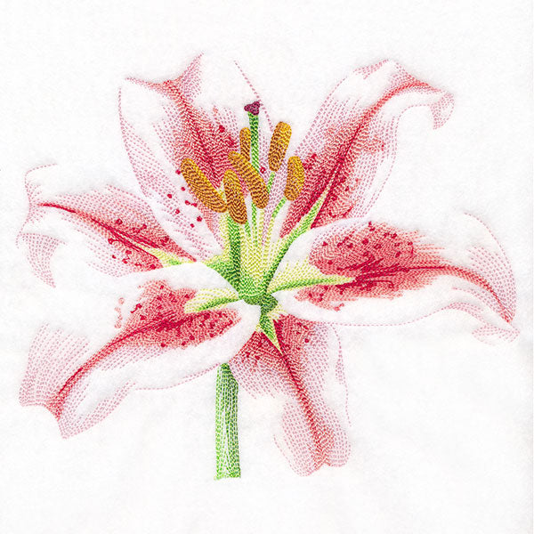 Contours of Beauty Lily