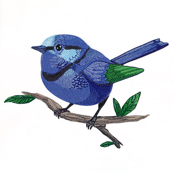 Wild & Blue Splendid Fairywren