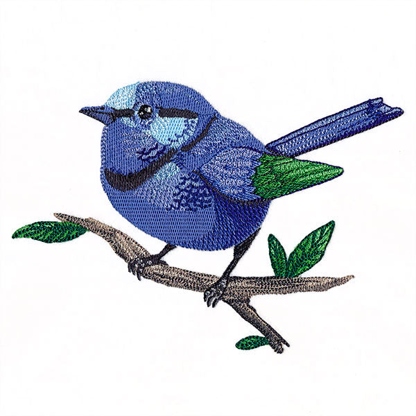 Wild & Blue Splendid Fairywren