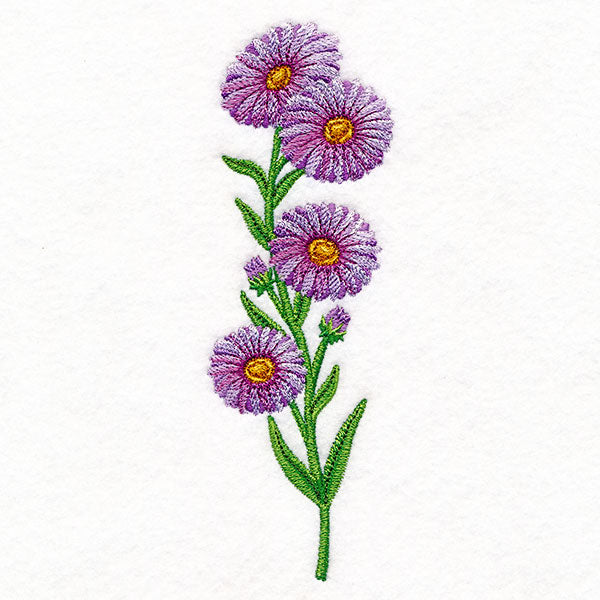 Delight and Asters Tall Border