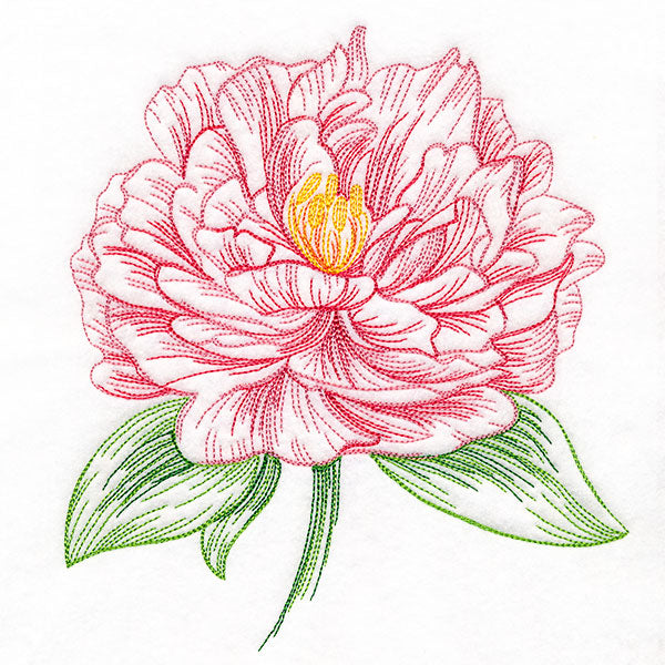 Contours of Beauty Peony